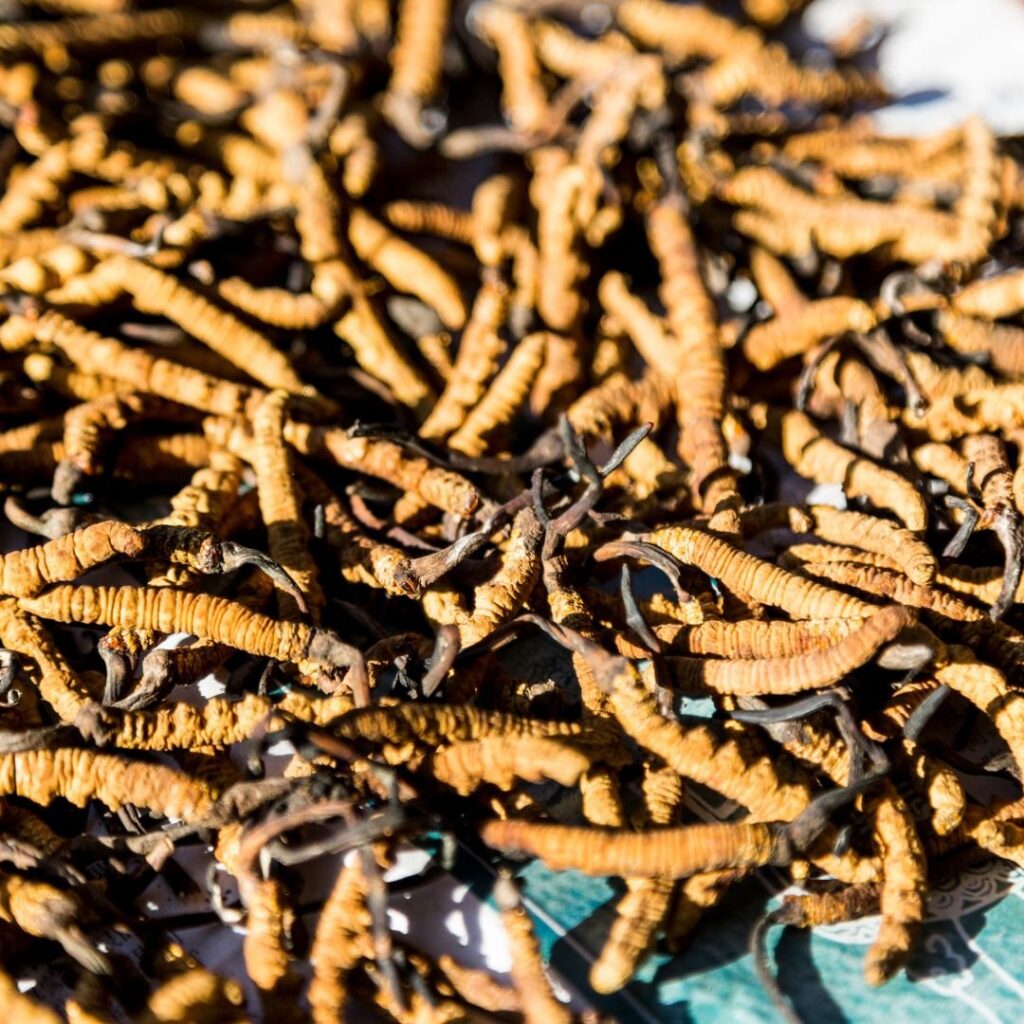 Why Mushroom Extraction Matters