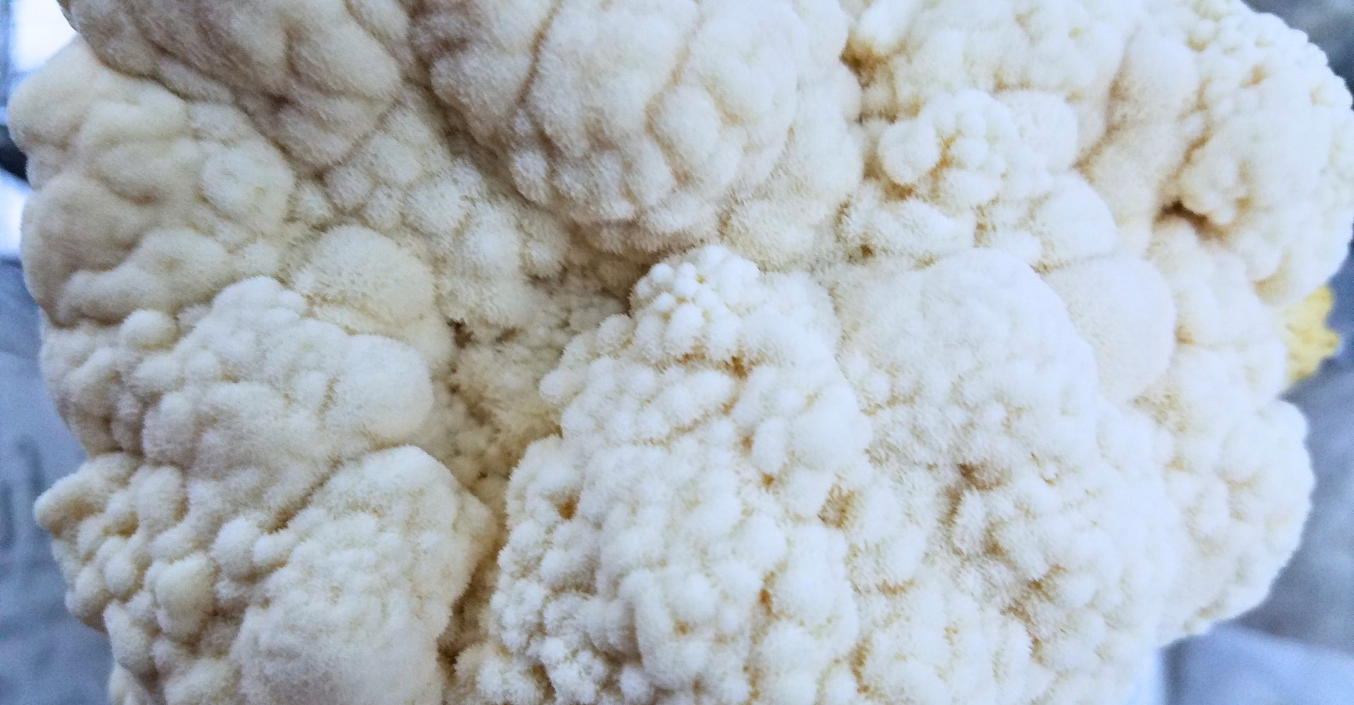 Are Lion’s Mane Mushrooms the Ultimate Anti-Aging Friend?