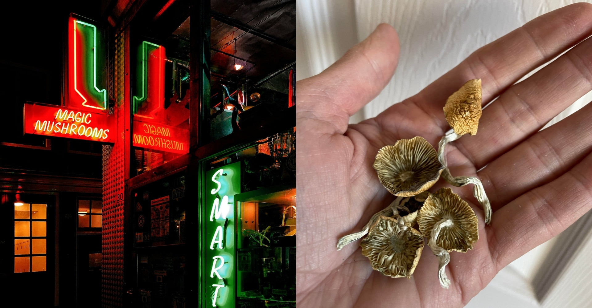 Believe in the Magic: Understanding Mushroom Magic vs. Magic Mushrooms