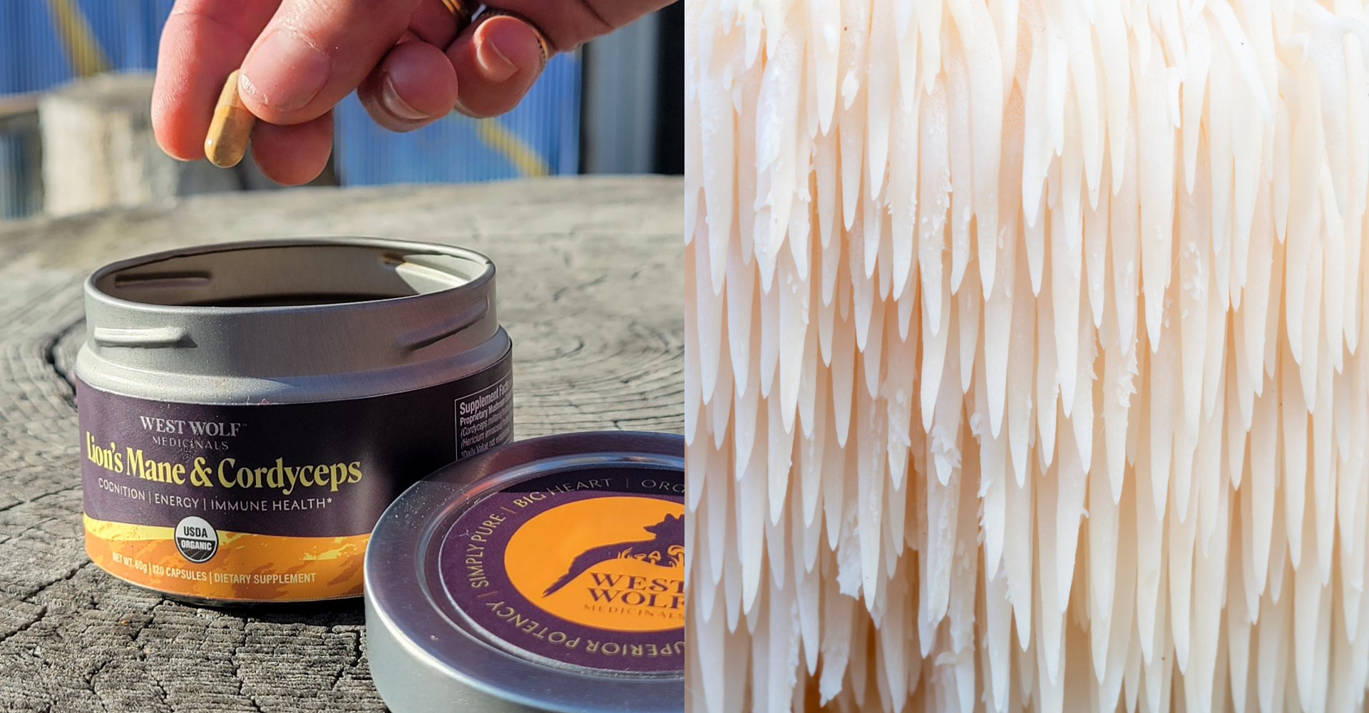 Introducing Two Powerhouse Mushrooms for Menopause Support