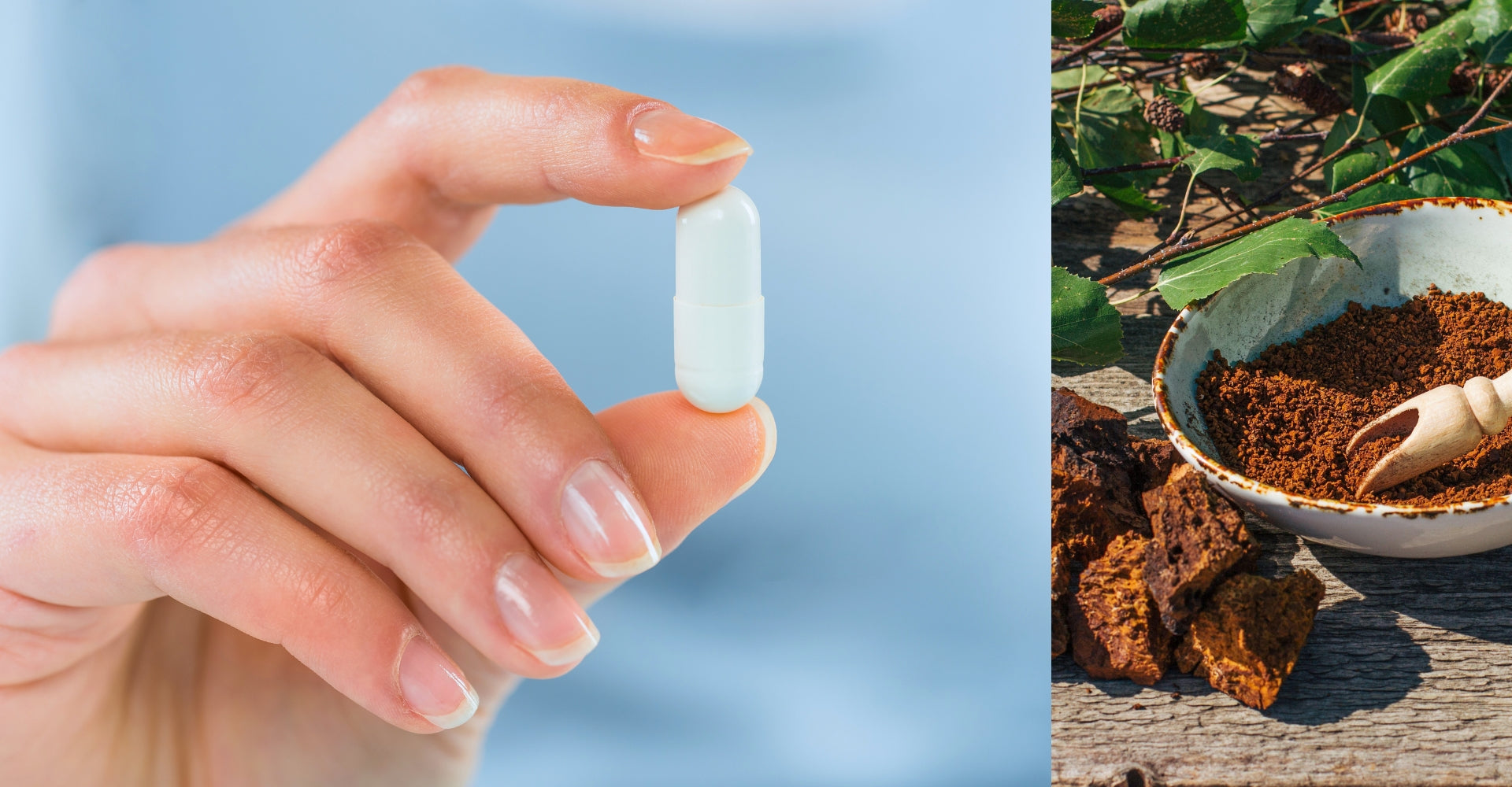 Introducing Chaga Capsules