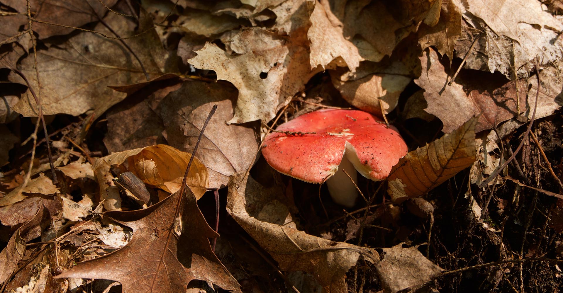 How Mushrooms Can Help Fight Climate Chaos