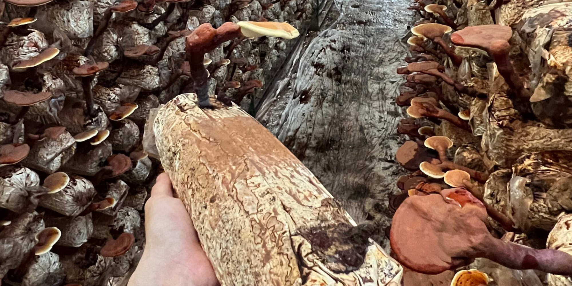 Understanding the Unique World of Medicinal Mushroom Benefits