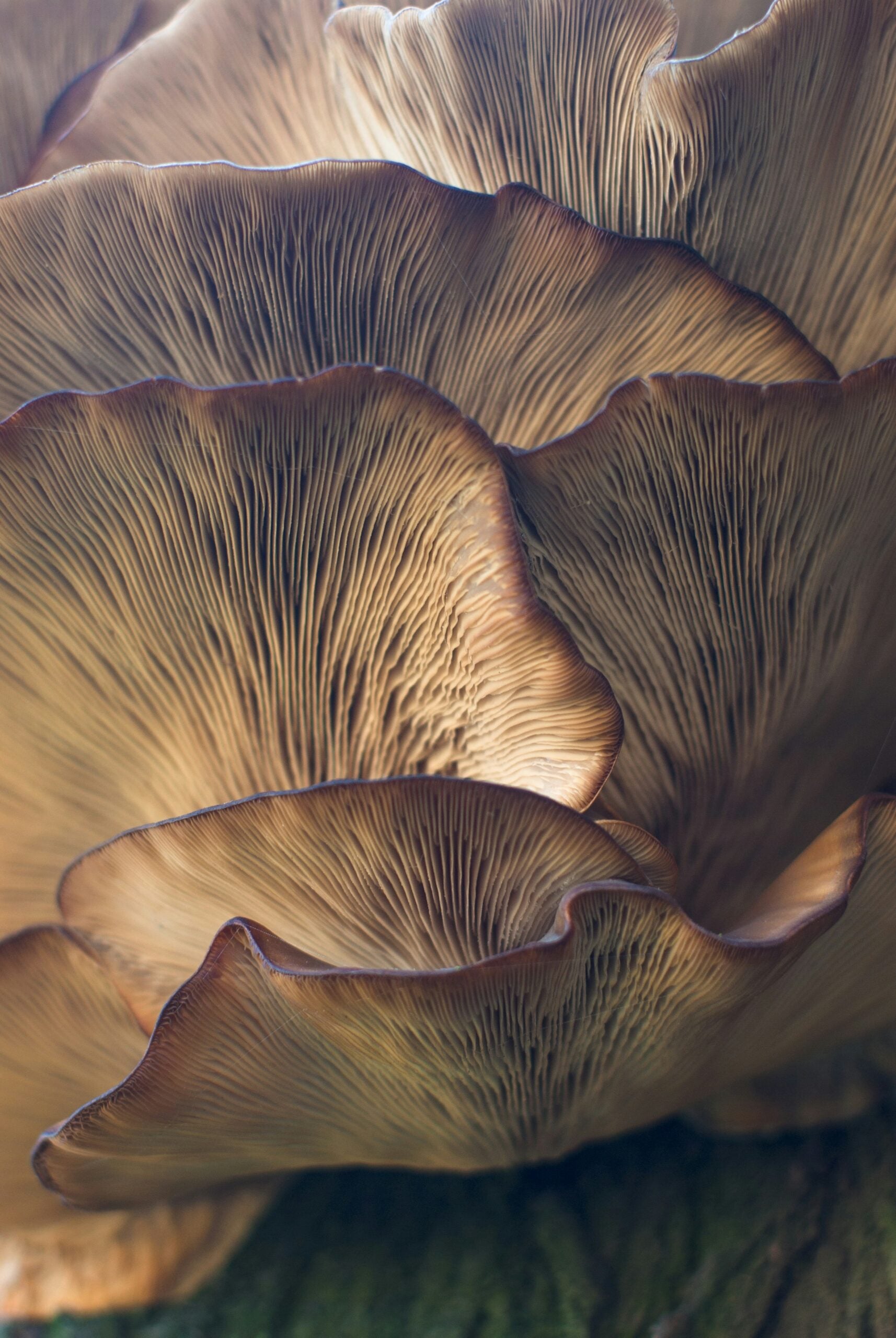 Glow from the Ground Up: 5 Mushrooms That Transform Your Skin Naturally