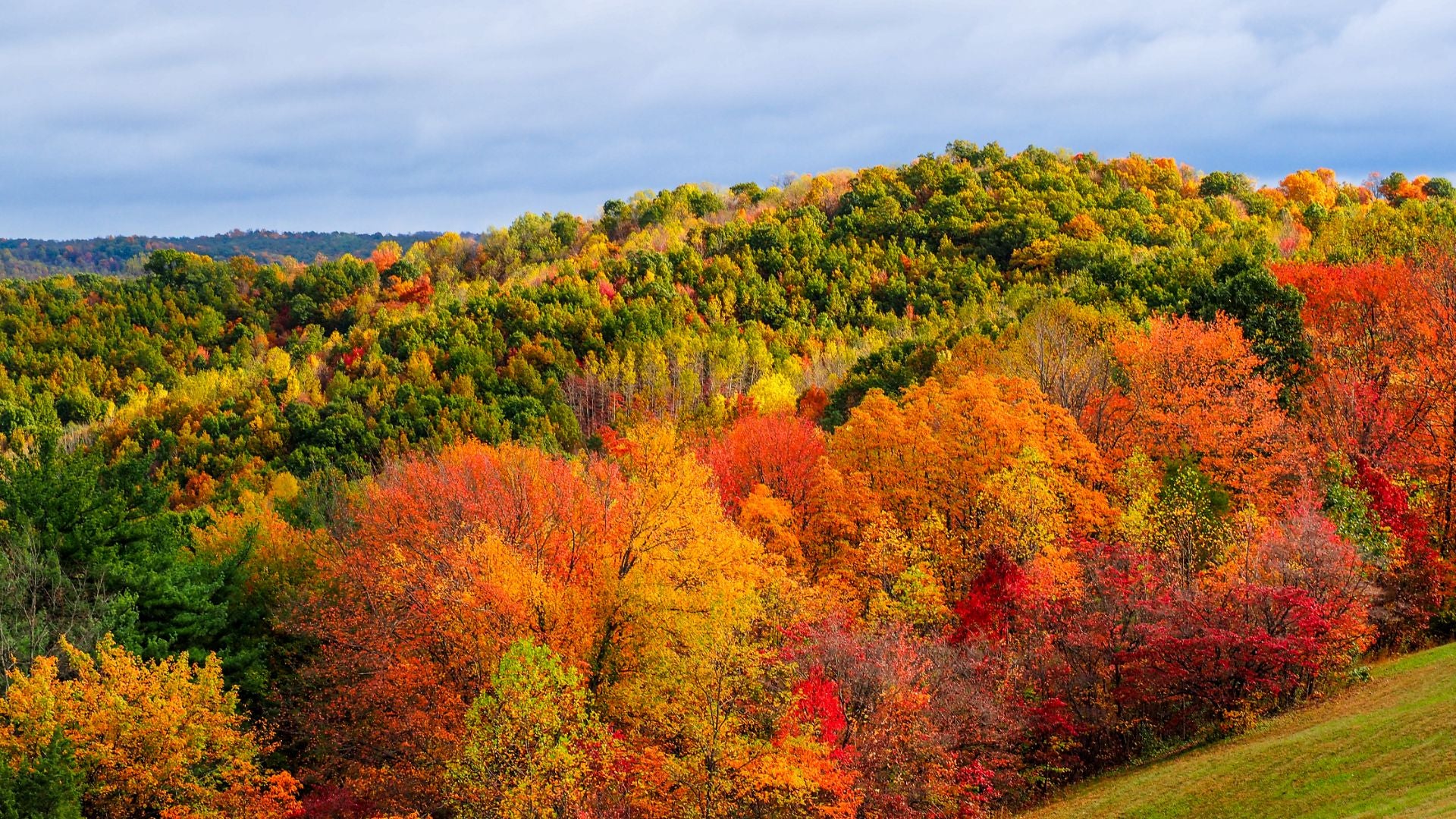 Get Cozy with Medicinal Mushrooms This Fall