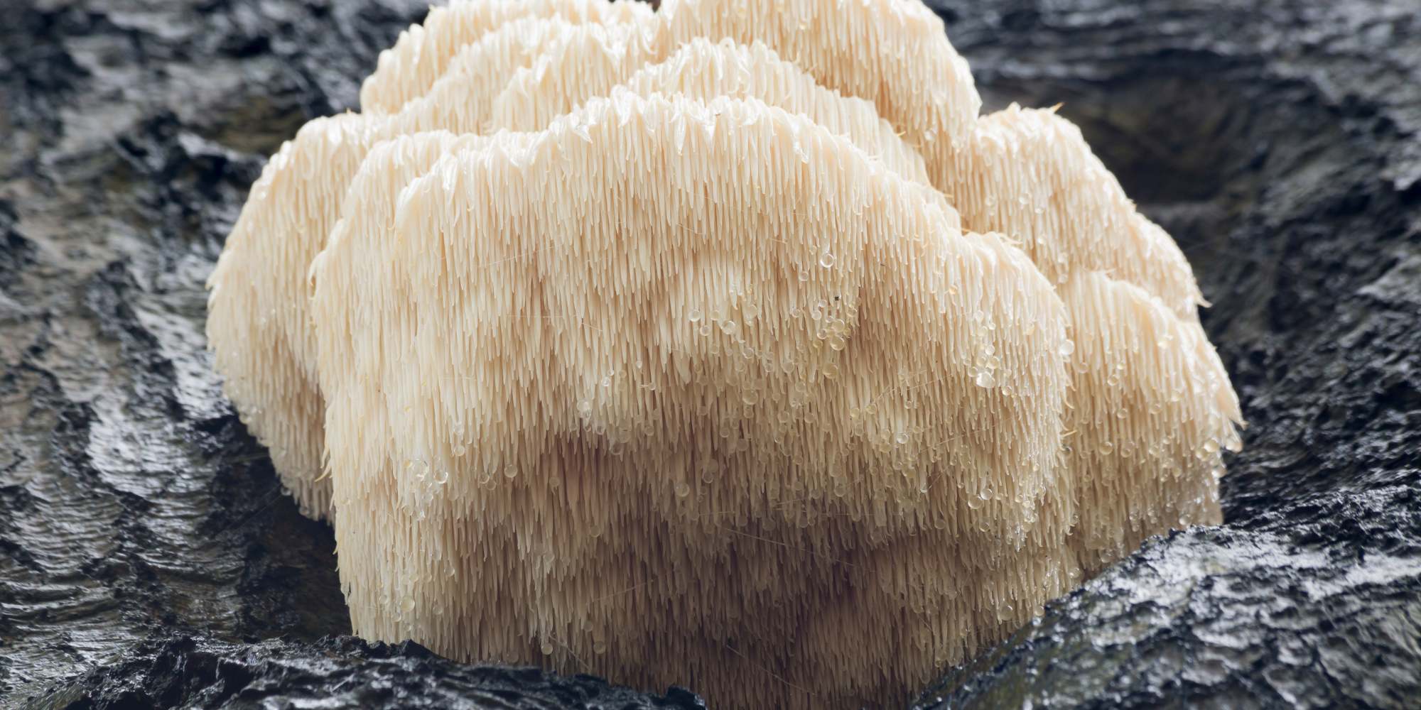 Lion's Mane Mushroom Benefits and Uses: Enhancing Cognitive Function and More