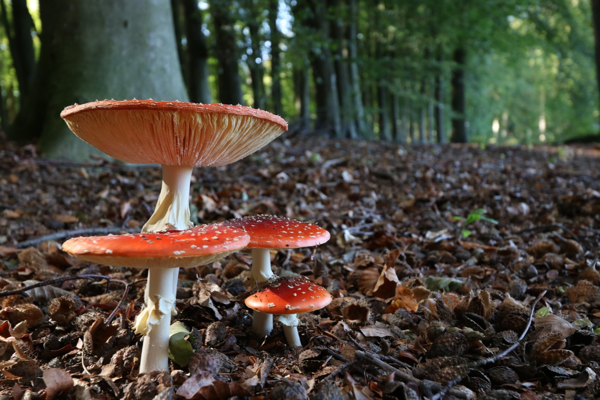 Why We Use Fruiting Bodies in Our Mushroom Products