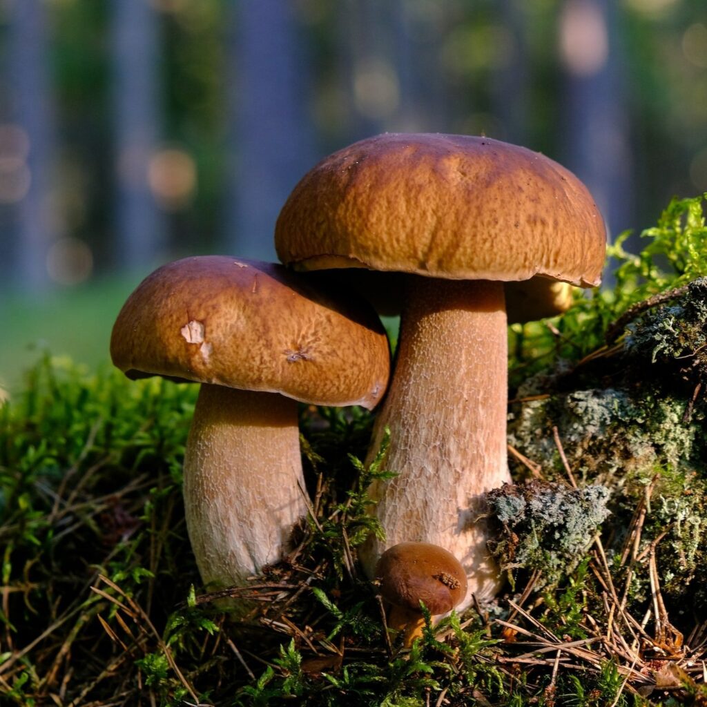 5 Things About Mushrooms That’ll Blow Your Mind
