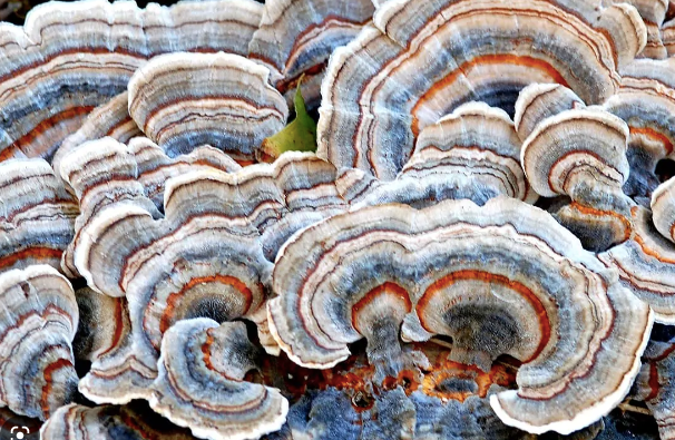 Turkey Tail — Capsules