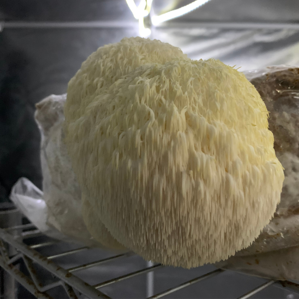 Lion's Mane — Capsules