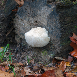 Lion's Mane — Capsules