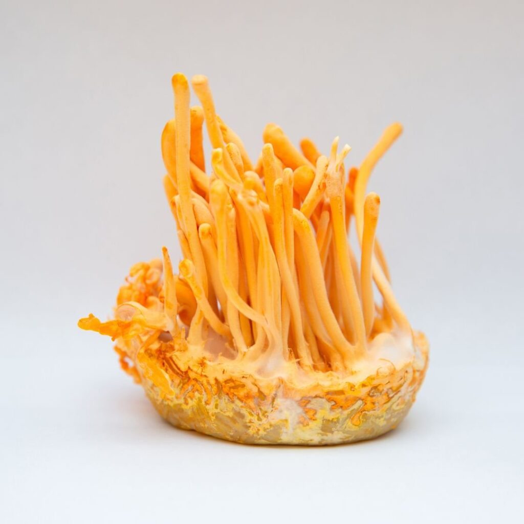 Unlock the Power of Cordyceps with Our Antioxidant  Blend — Chase Your Stars