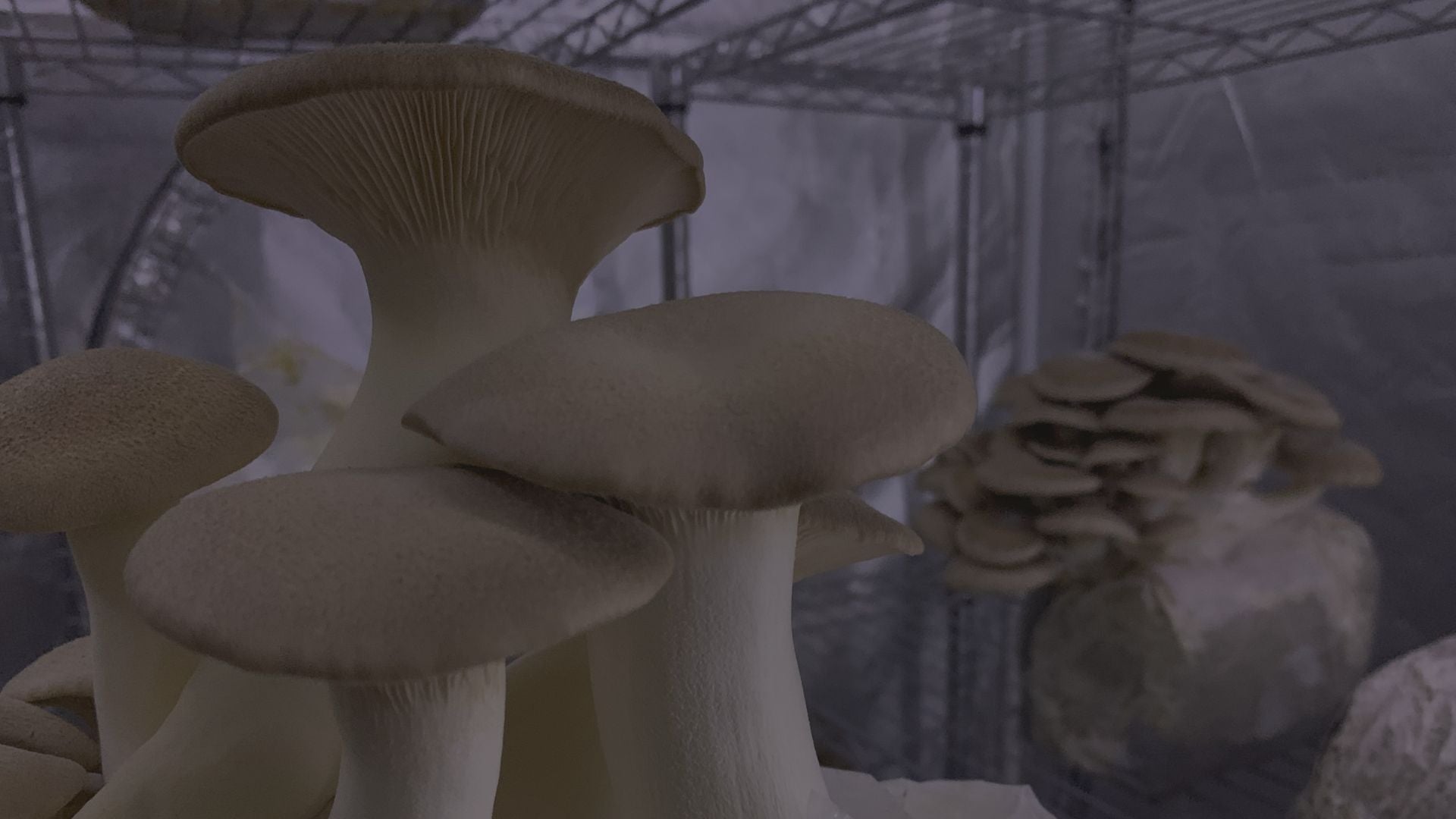 We’re Farming Fungi Again! Follow Our Grow on Social Media