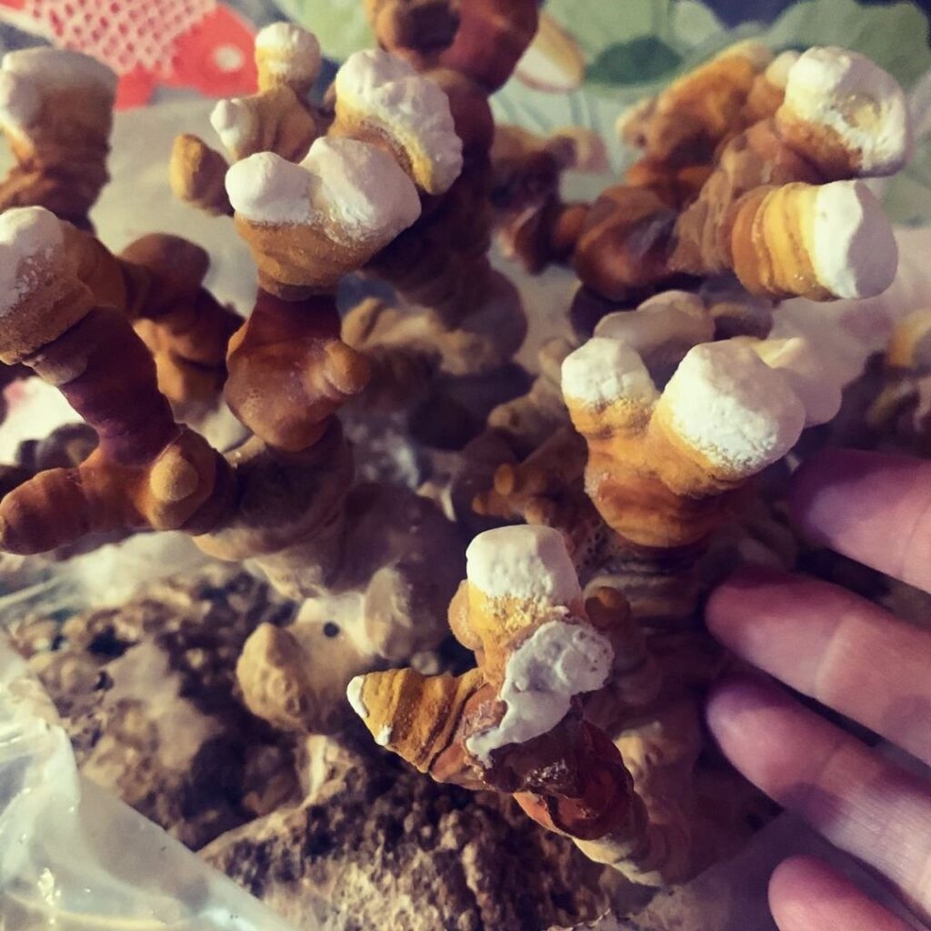 What We Mean When We Say Fruiting Bodies In Our Mushroom Blends