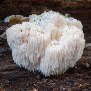 Mid Life Balance Bundle - Mushroom Support for Energy, Forcus & Calm